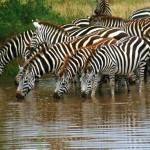 20101215_wildlife_13