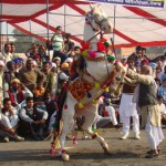 ਸ੍ਰੀ ਮੁਕਤਸਰ ਸਾਹਿਬ ਵਿਖੇ ਹੋ ਰਹੀ ਕੌਮੀ ਪਸ਼ੂਧਨ ਚੈਂਪੀਅਨਸ਼ਿਪ ਦੌਰਾਨ ਘੋੜੀਆਂ ਦੇ ਹੋ ਰਹੇ ਨਾਚ ਮੁਕਾਬਲਿਆਂ ਦੇ ਦ੍ਰਿਸ਼।(ਗੁਰਿੰਦਰਜੀਤ ਸਿੰਘ ਪੀਰਜੈਨ)