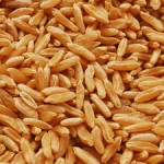 Kamut_grain.sm