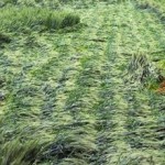 wheat-rain-damage.resized