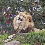 1280px-Lion_-_melbourne_zoo.resized