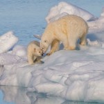 Polar_bear_(Ursus)_maritimus_female_with_its_cub,_Svalbard_(2).resized