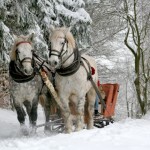 sleigh-horses