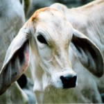 Brahman_Baby.resized