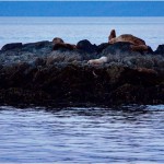 50969927_1835305976573695_7319298363206139904_n.resized