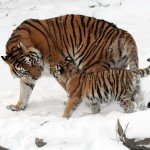 1280px-Panthera_tigris_altaica_13_-_Buffalo_Zoo.resized